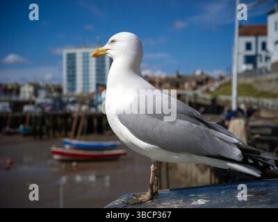 Bridlington, Royaume-Uni, 13 avril 2025, mouette sur le front de mer de Bridlington. Banque D'Images