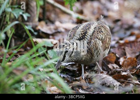 Bécasse des bois Scolopax rusticola Banque D'Images