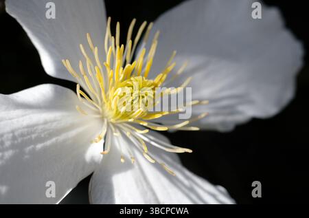 gros plan de clématites blanches montana grandiflora sur fond noir Banque D'Images