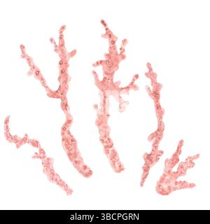 Un groupe de coraux sous-marins isolés. Biome de récif corallien. Éléments clipart Ocean Life pour aquarium. Illustration d'aquarelle dessinée à la main. Pour les cartes postales, Banque D'Images