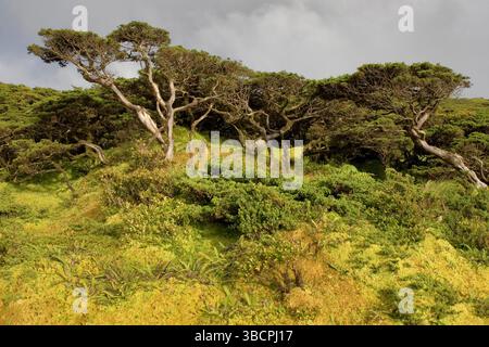 Paysage sur les Açores, Açores, Flores, Caldeira Branca, Faja Grande Banque D'Images
