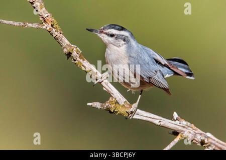 Noix de corse (Sitta whiteheadi), mâle perché sur une branche, France, Corse Banque D'Images