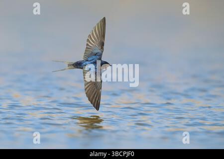 Hirondelle de grange (Hirundo rustica), adulte en vol au-dessus de la surface de l'eau, Italie, Toscane, Oasi della que Banque D'Images