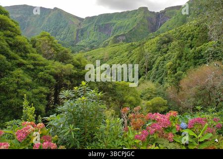 Paysage sur les Açores, Açores, Flores, Faja Grande Banque D'Images