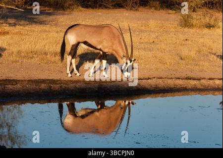 Gemsbock, beisa, oryx sud-africain (Oryx gazella), debout à un trou d'eau, Botswana, réserve de gibier du Kalahari central Banque D'Images