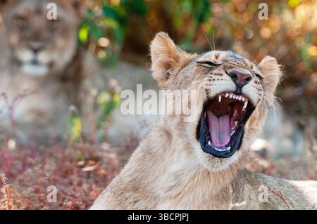 Lion (Panthera leo), petit lion bâillant, portrait, Botswana, réserve de gibier de Mashatu Banque D'Images