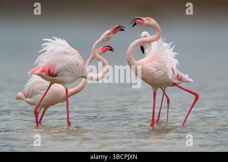 Grand flamant rose (Phoenicopterus roseus, Phoenicopterus ruber roseus), quatre flamants roses debout dans les eaux peu profondes et argumentant, Italie, Toscane, Piana fio Banque D'Images