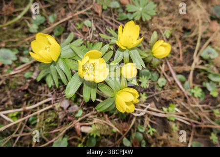 Aconit d'hiver (Eranthis hyemalis), blooming, Allemagne Banque D'Images