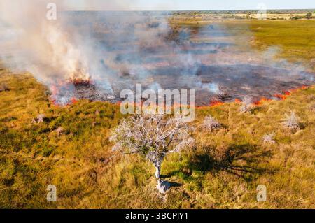 Vue aérienne d'un feu de brousse dans le delta de l'Okavango, Botswana, delta de l'Okavango Banque D'Images