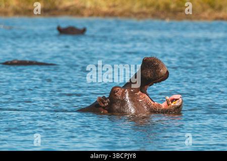 Hippopotame, hippopotame, hippopotame commun (Hippopotamus amphibius), dans la rivière Khwai, bâillant, Botswana, delta de l'Okavango, zone de concession de Khwai Banque D'Images