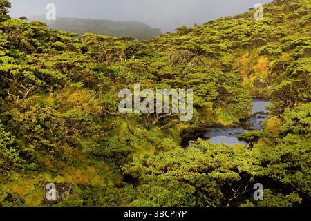 Paysage sur les Açores, Açores, Flores, Caldeira Branca, Faja Grande Banque D'Images