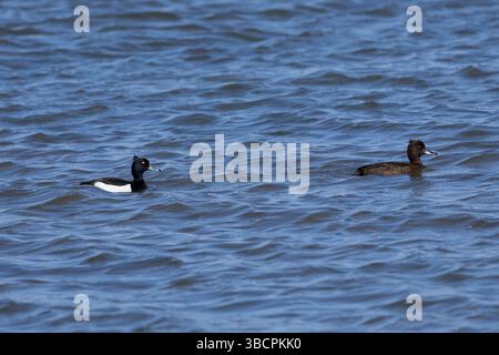 Reiherente, Paar, Pärchen, Reiher-Ente, Aythya fuligula, canard touffeté, pochard touffeté, paire, le Fuligule morillon, le morillon huppé Banque D'Images