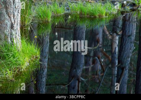 Pins sylvestres (Pinus sylvestris) également connus sous le nom de pin écossais, pin de la Baltique et pin rouge européen reflétés dans Uath Lochans Banque D'Images