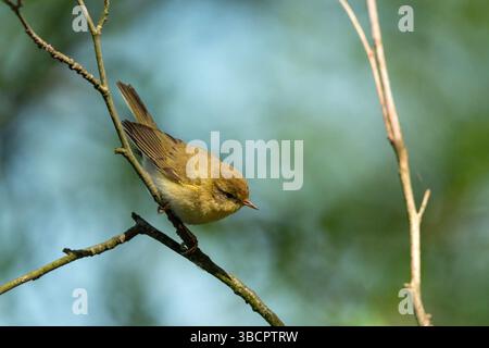 Oiseau parulle de saule assis sur une branche, jour de printemps Banque D'Images