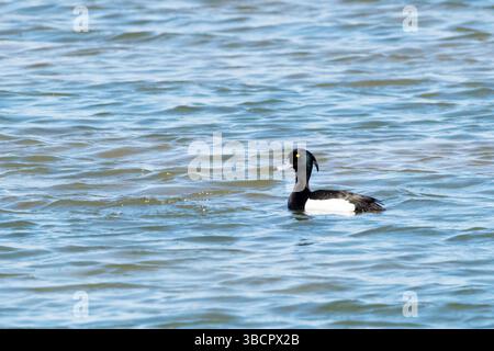 Un canard touffeté mâle, Aythya fuligula, à la réserve d'oiseaux du marais Titchwell de la RSPB sur la côte nord du Norfolk. Banque D'Images