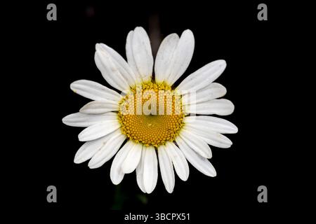 Gros plan d'une fleur de Marguerite de bœuf, Leucanthemum vulgare, sur fond noir. Banque D'Images