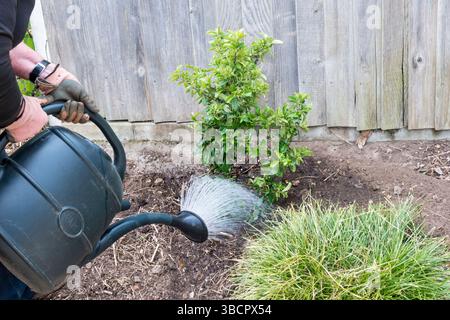 Femme arrosant dans un Pyracantha nouvellement planté 'Mohave'. Banque D'Images