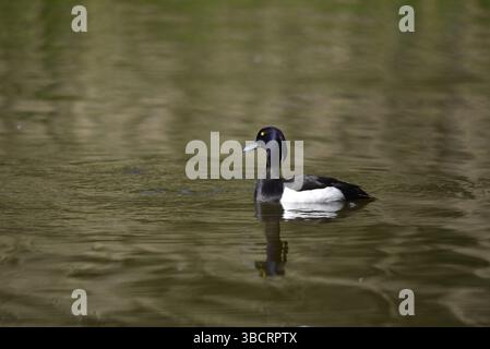 Drake Tufted Duck (Aythya fuligula) exposant Full Crest au printemps, nageant de droite à gauche sur le lac, à droite de l'image, prise au Royaume-Uni Banque D'Images