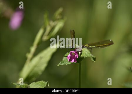 Deux femmes Beautiful Demoiselles (Calopteryx Virgo) une face à la caméra sur la fleur rose, un côté gauche en arrière-plan, pris un jour ensoleillé au Royaume-Uni Banque D'Images