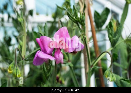 La première fleur de Early Sown Sweet Pea Banque D'Images