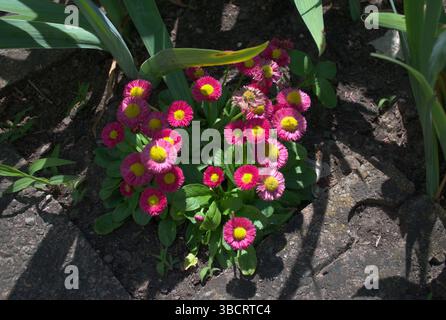 Gros plan d'un éclat de marguerites anglaises roses (Bellis perennis) avec des centres jaunes fleurit brillamment dans un lit de jardin. Entouré de feuilles vertes luxuriantes. Banque D'Images