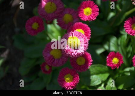 Gros plan d'un éclat de marguerites anglaises roses (Bellis perennis) avec des centres jaunes fleurit brillamment dans un lit de jardin. Entouré de feuilles vertes luxuriantes. Banque D'Images