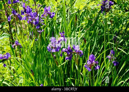 Drapeau sibérien Iris poussant dans une bordure de jardin ensoleillée Banque D'Images