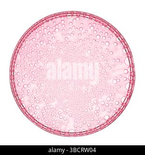 Boîte de Petri avec texture d'échantillon d'huile de sérum rose isolée sur fond blanc. Produit cosmétique de laboratoire de recherche de collagène de rétinol d'acide hyaluronique Banque D'Images