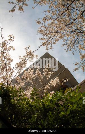 Vue vers le haut d'un gratte-ciel moderne encadré par des branches de fleurs de cerisier en fleurs au printemps de Tokyo, au Japon Banque D'Images