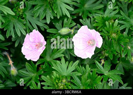 Fleurs de printemps rose pâle de cranesbill sanglant rayé, Geranium sanguineum var. Striatum jardin britannique mai Banque D'Images
