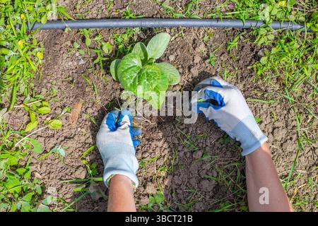 Une femme en gants désherbe les courgettes, les citrouilles et les plants de melon poussant dans des lits avec irrigation goutte à goutte. Désherbage, désherbage des semis. Banque D'Images