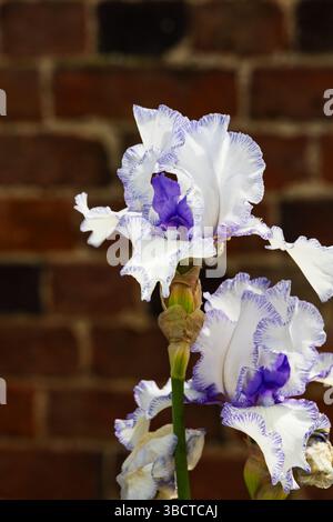 Fleurs d'Iris cultivées blanches et violettes contre mur de briques dans un jardin ensoleillé. Banque D'Images