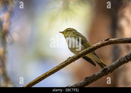 Une paruline des bois (Phylloscopus sibilatrix) repose sur une branche élancée, baignée de lumière douce de la forêt. Avec sa face inférieure citronnée et ses ailes vert olive, ceci Banque D'Images
