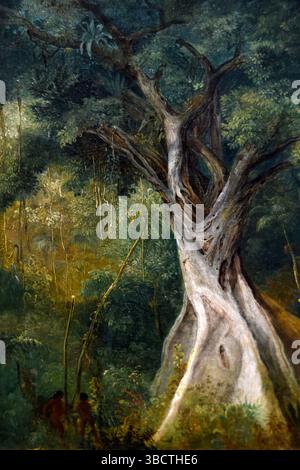 Arbre géant dans la forêt tropicale brésilienne, 1830, huile sur toile, Johann Moritz Rugendas (1802-1858), Berlin, Allemagne. Banque D'Images