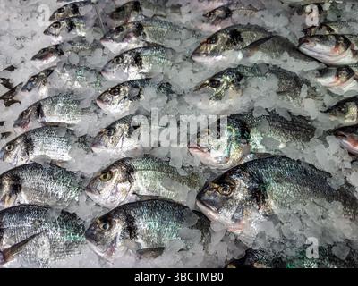 Affichage de la dorure fraîche de dorade : rangées de dorade glacée sur glace au marché StallAbundance de dorade de mer crue (Dorade) soigneusement arrangé sur glace à vendre. Élevé Banque D'Images