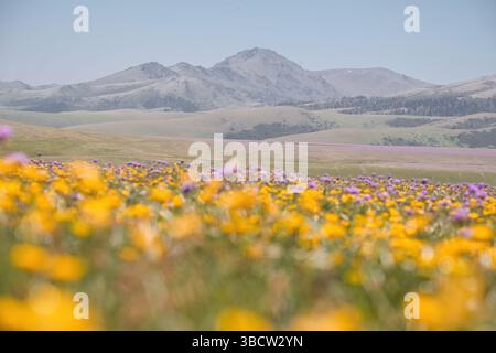 Champ de fleurs de printemps jaunes sauvages papillon contre les montagnes. Plateau ASSY Turgen au Kazakhstan Banque D'Images