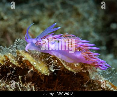 Nudibranche Flabellina affinis Banque D'Images
