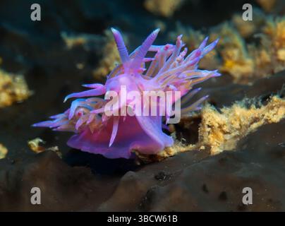 Nudibranche Flabellina affinis Banque D'Images