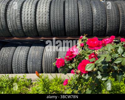 Pneus de voiture usagés empilés en rangées avec des roses roses en fleurs à l'avant, photographiés à l'extérieur à la lumière du jour. Personne. Banque D'Images