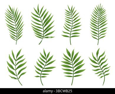 Ensemble de feuilles de palmier vert isolé sur fond blanc. Collection de feuilles tropicales de palmier ou de noix de coco Illustration de Vecteur