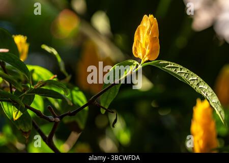 Gros plan de la plante de sucette jaune dorée, pachystachys lutea, faible profondeur de champ, mise au point sélective Banque D'Images
