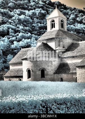 France, Provence. Champs de lavande violette fleuris à l'abbaye de Senanque. Banque D'Images