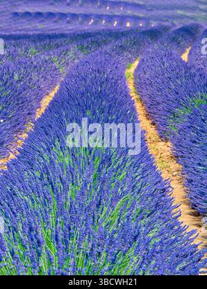 France, Provence. Motif S-cure dans la lavande Banque D'Images