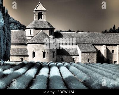 France, Provence. Champs de lavande violette fleuris à l'abbaye de Senanque. Banque D'Images