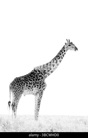 Girafe - image haute clé en noir et blanc Banque D'Images