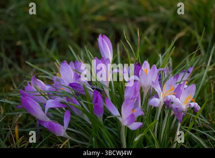 beauté délicate - un amas de crocus sauvages Banque D'Images