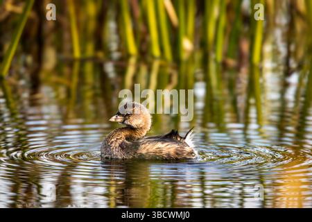 Une grèbe à bec de pied flotte tranquillement dans le marais des marais de Viera Wetlands dans le comté de Brevard, Floride, États-Unis. Banque D'Images