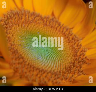États-Unis, Indiana, Carmel. Gros plan de tournesol. Banque D'Images