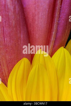 États-Unis, Indiana, Carmel. Gros plan de pétales de fleurs roses et jaunes. Banque D'Images