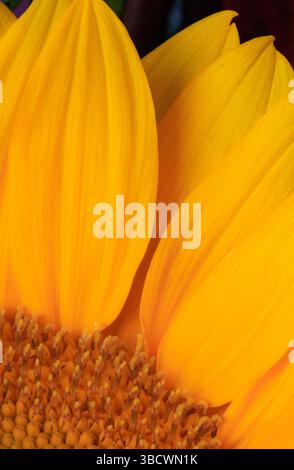 États-Unis, Indiana, Carmel. Gros plan de tournesol. Banque D'Images